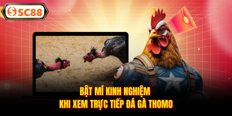 Bật mí kinh nghiệm khi xem trực tiếp đá gà Thomo