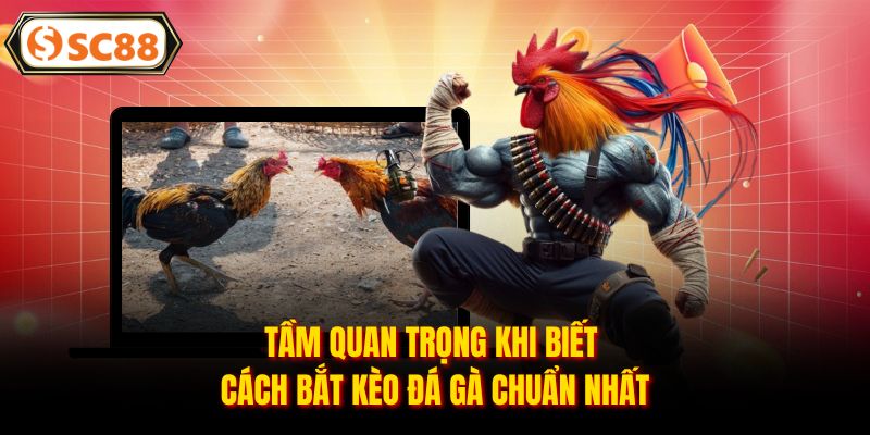 Tầm quan trọng khi biết cách bắt kèo đá gà chuẩn nhất